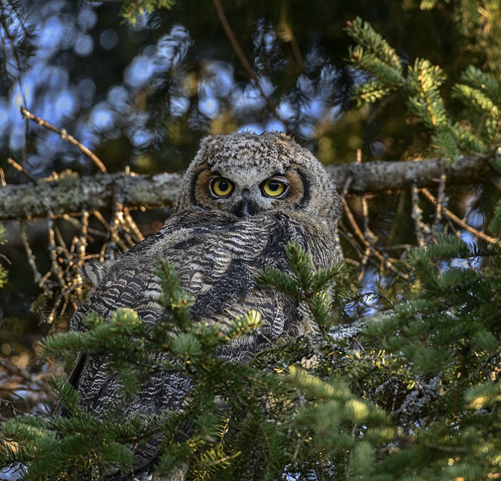 A photo of a fledgling Great Horned Owl