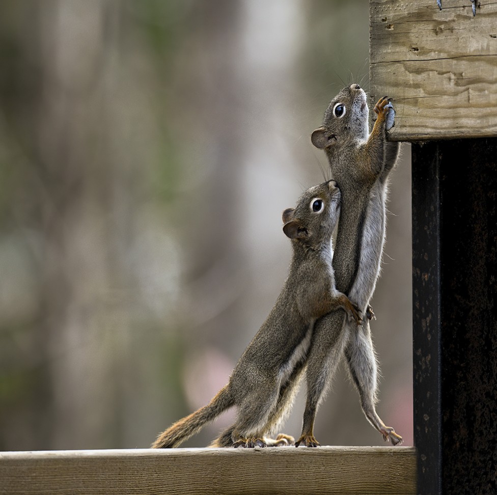 A humorous photo where one squirrel appears to be giving the other a boost up to the feeder
