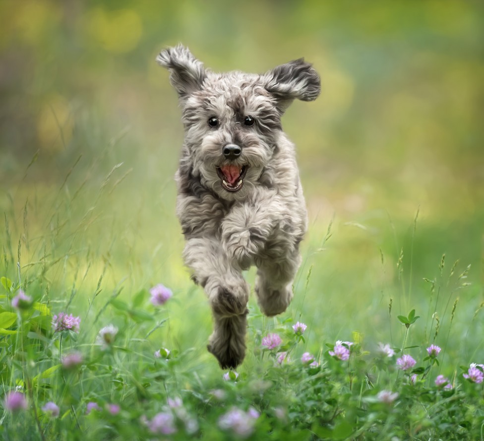 Photo of a happy poodle puppy jumping through a patch of clover, by Tracy Munson