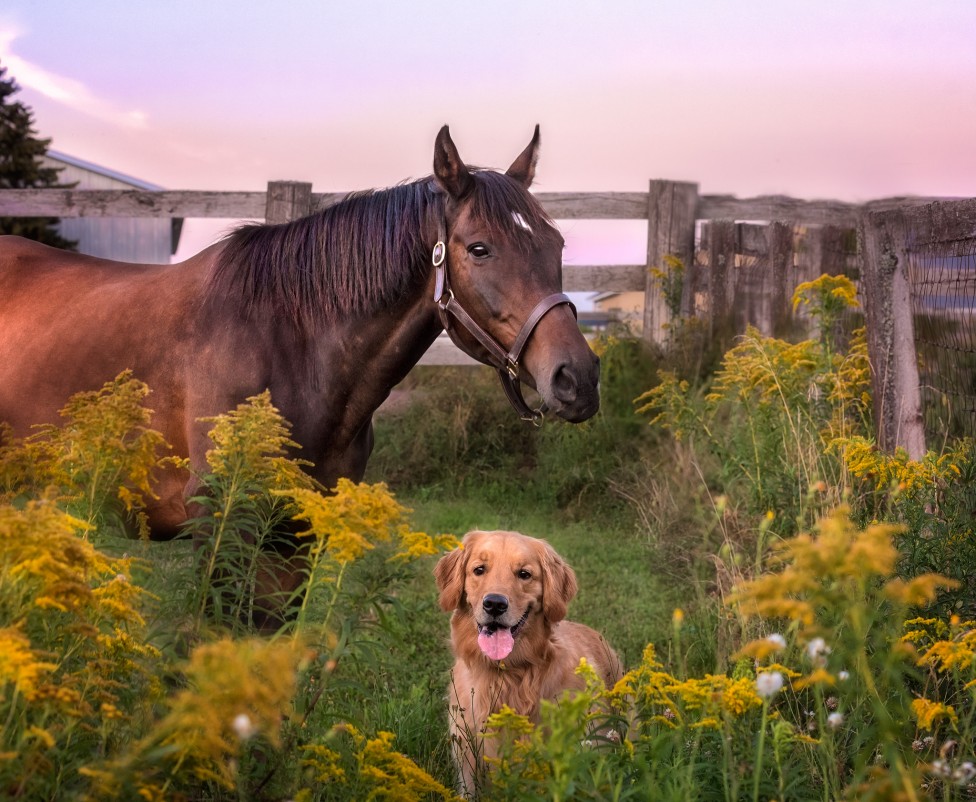 An image of a horse and a golden retriever by Moncton pet photographer, Tracy Munson