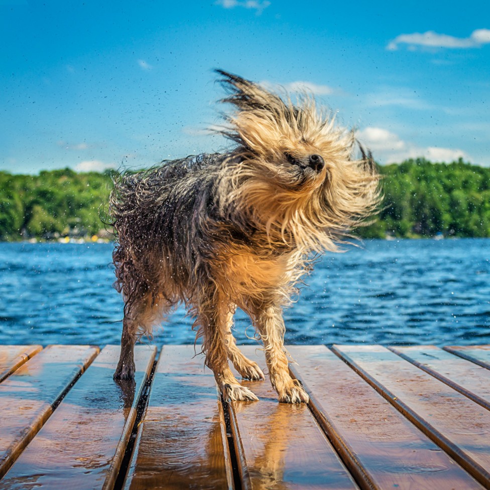 A picture of a dog shaking off water on a dock, by Tracy Munson