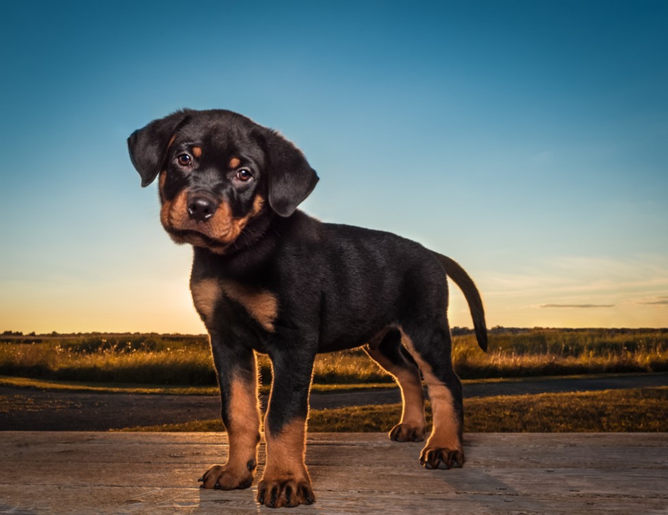 A rottweiler puppy against an evening skyline by Tracy Munson