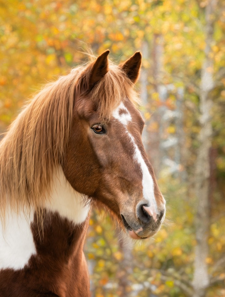 A portrait of a horse by Moncton Pet Photographer, Tracy Munson