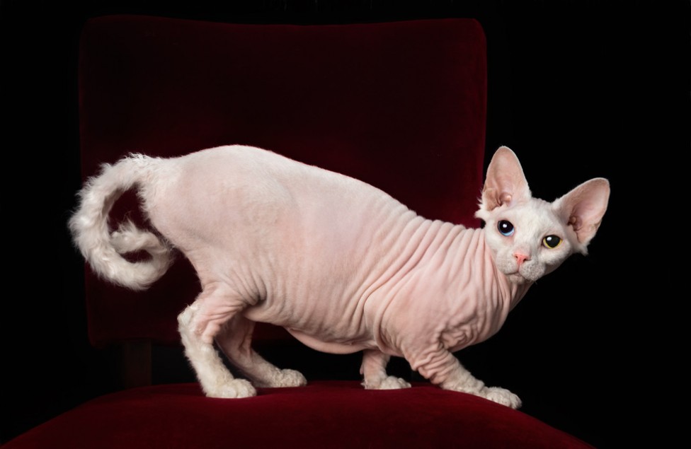 A photo of a hairless Sphynx cat, with her tail curled like a monkey's by Tracy Munson