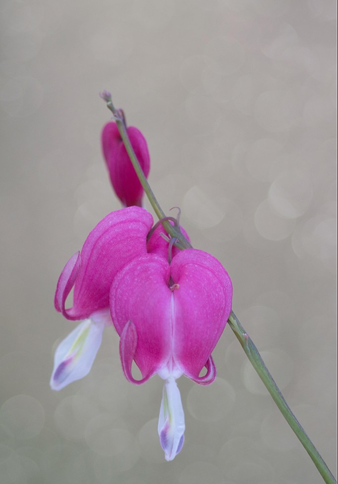 Pink bleeding heart flowers