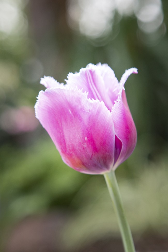 A pink tulip
