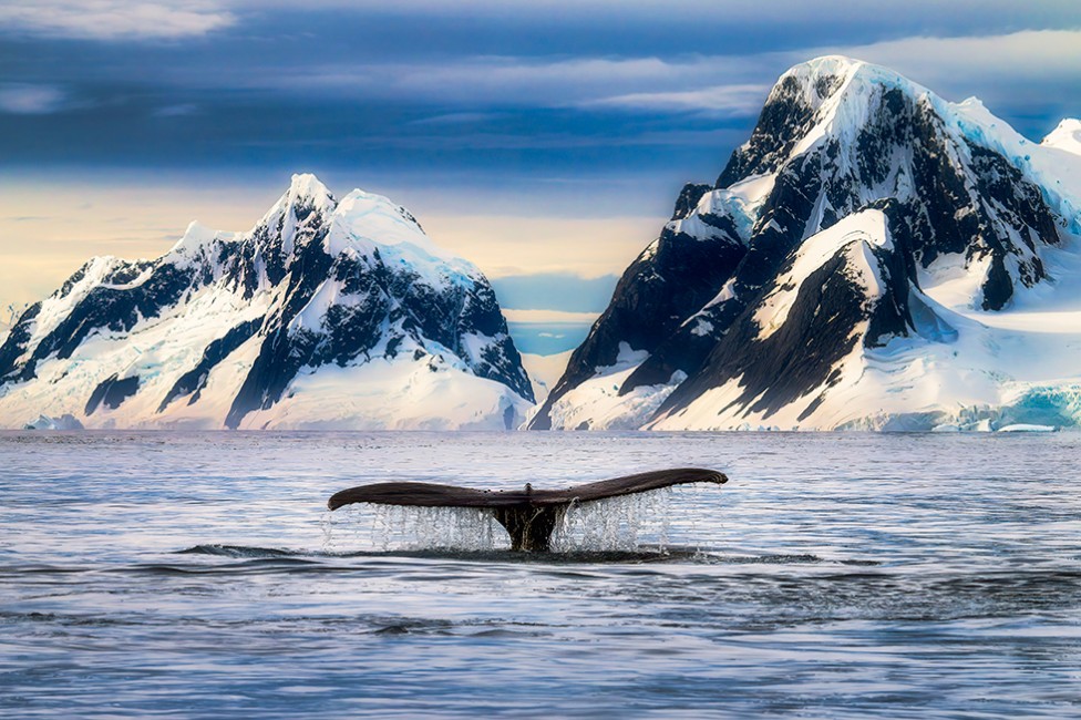 Tails of Antarctica, Humpback whale tail by Dee Potter