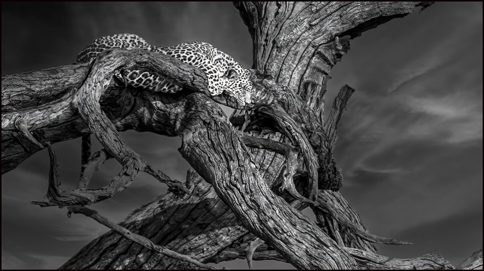 leopard