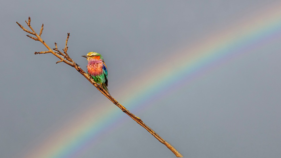Lilac breasted roller