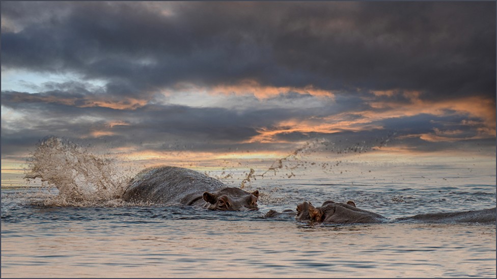 hippos at sunset