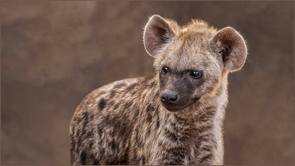 Hyena