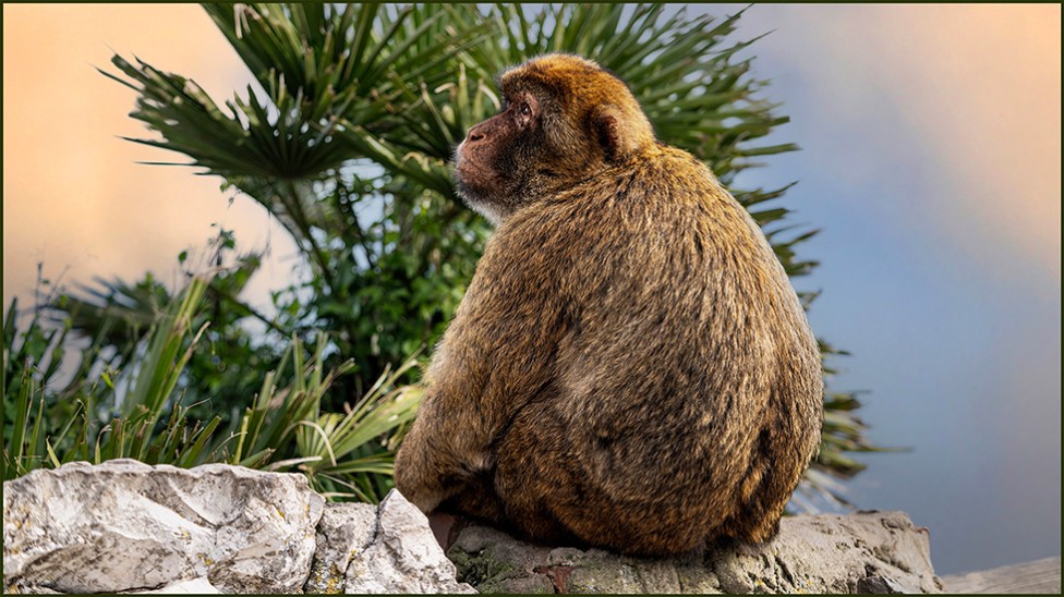 baboon