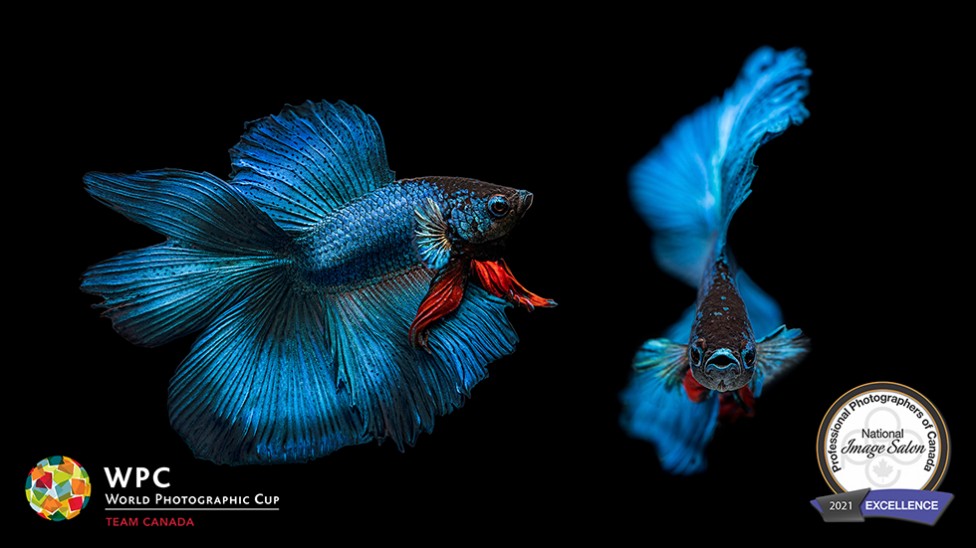 A photo of two vibrant blue and red beta fish on a black background